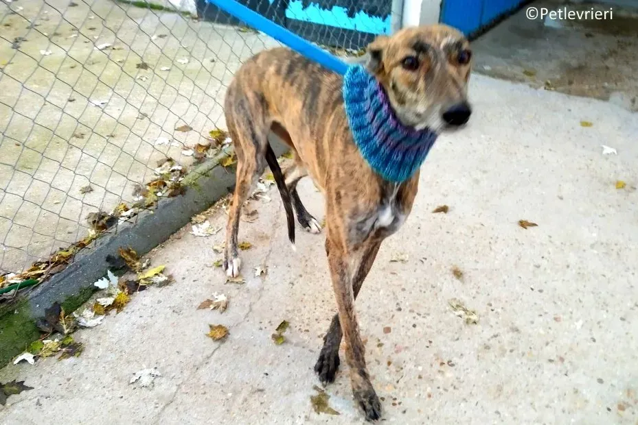 Mandy adozione levrieri galgo 03 1