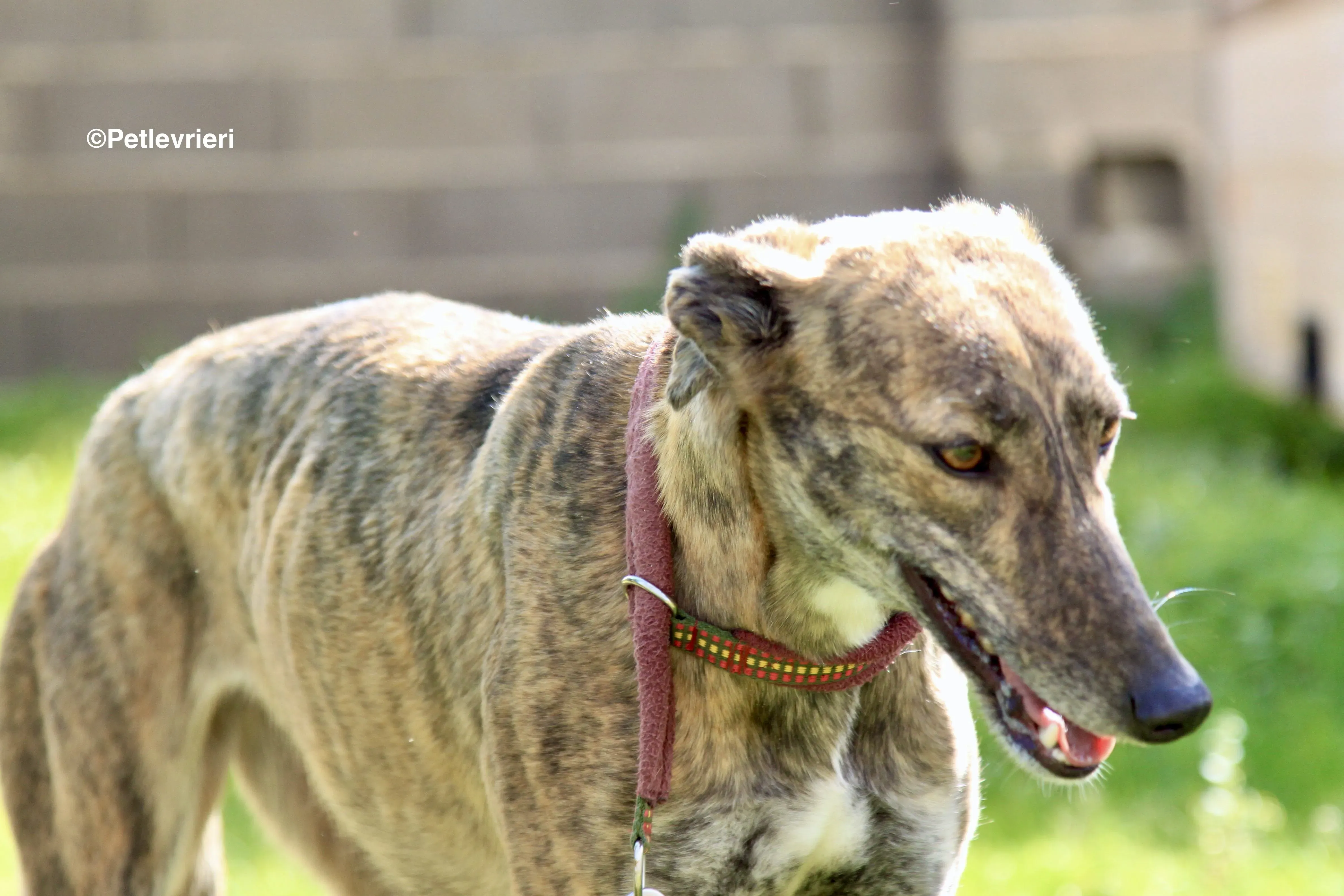 Mandy adozione levrieri galgo 1 2