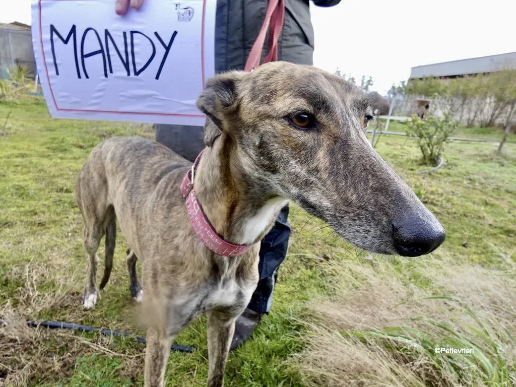 Mandy adozione levrieri galgo 1
