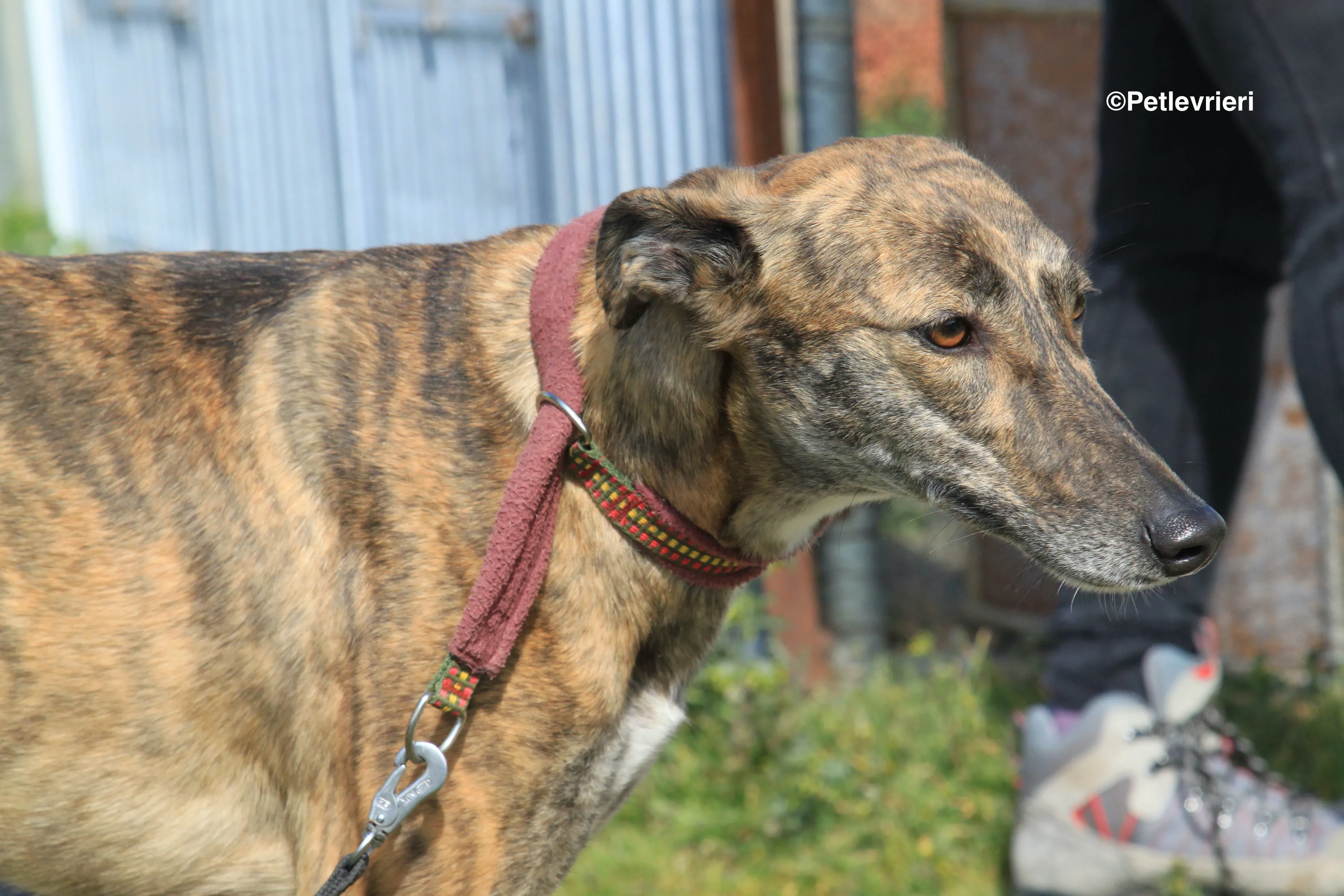 Mandy adozione levrieri galgo 10 2