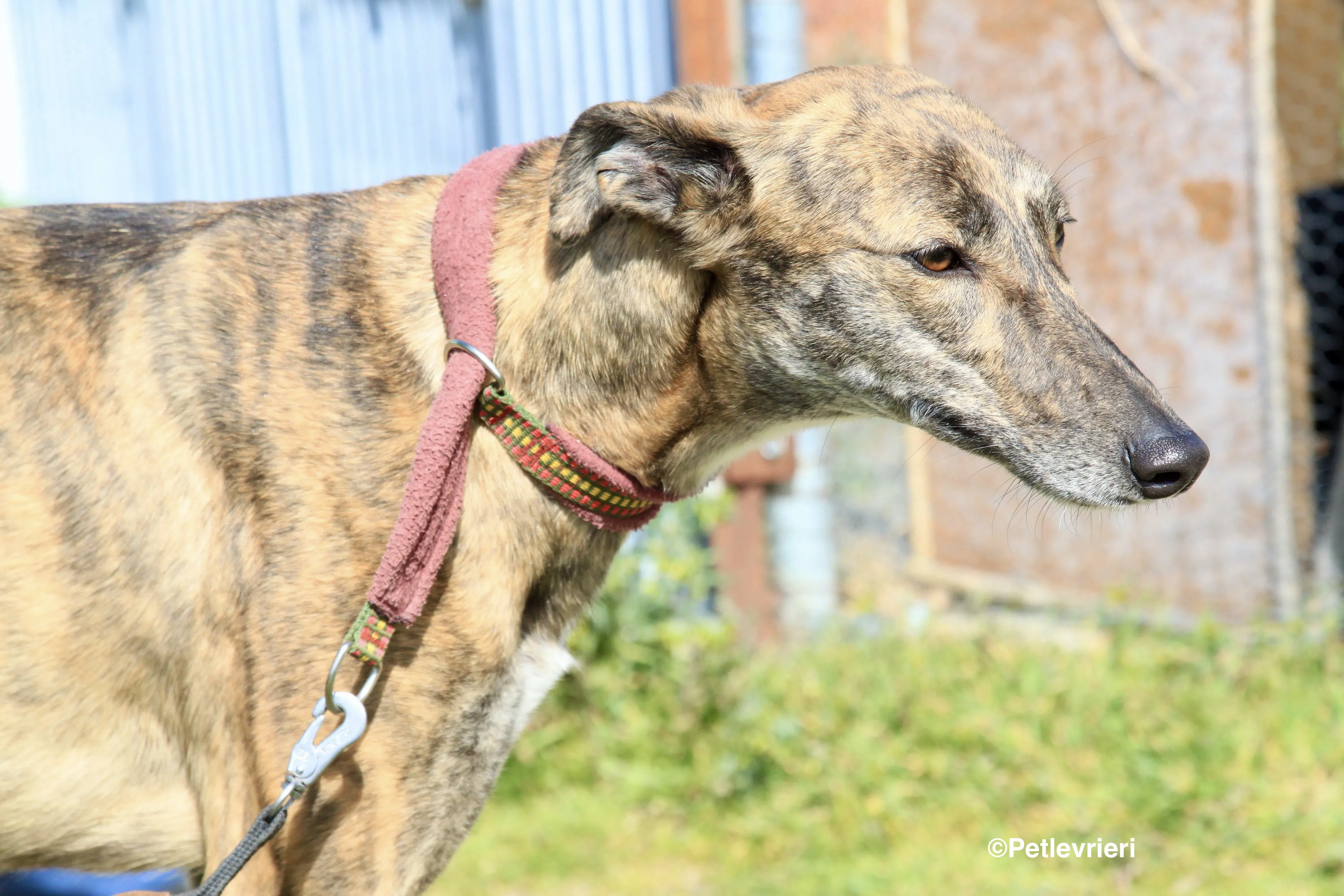 Mandy adozione levrieri galgo 11