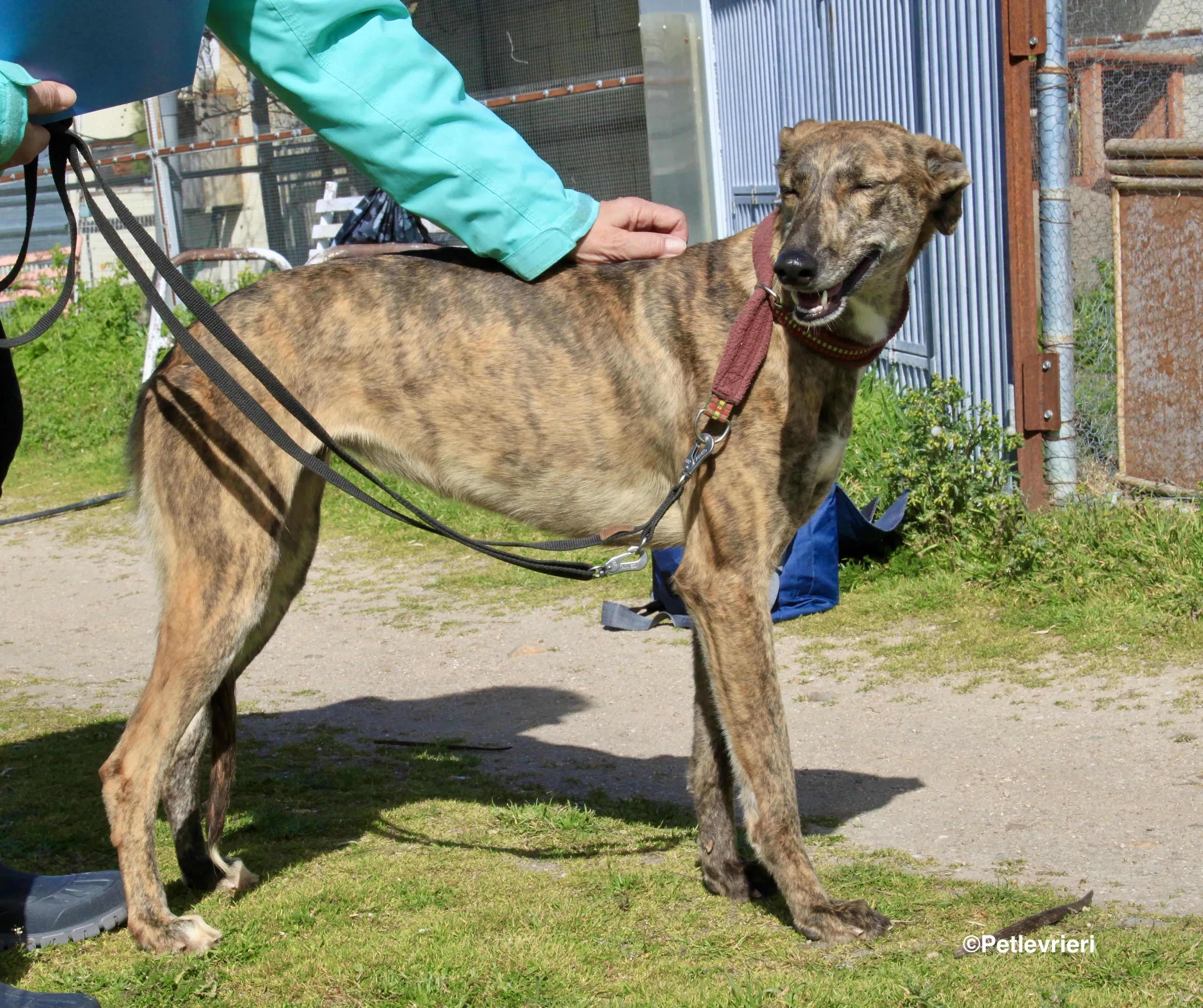 Mandy adozione levrieri galgo 12