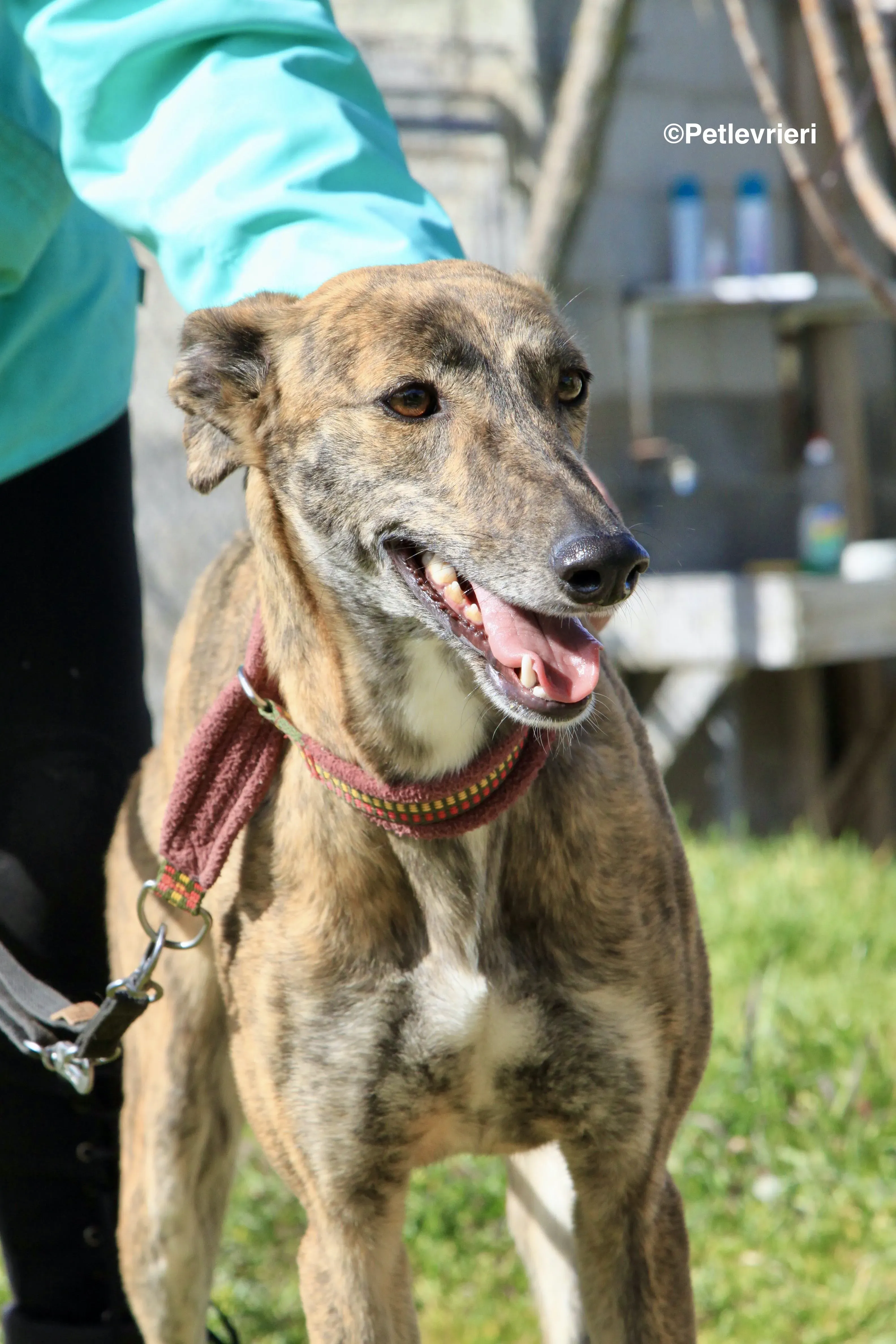 Mandy adozione levrieri galgo 13