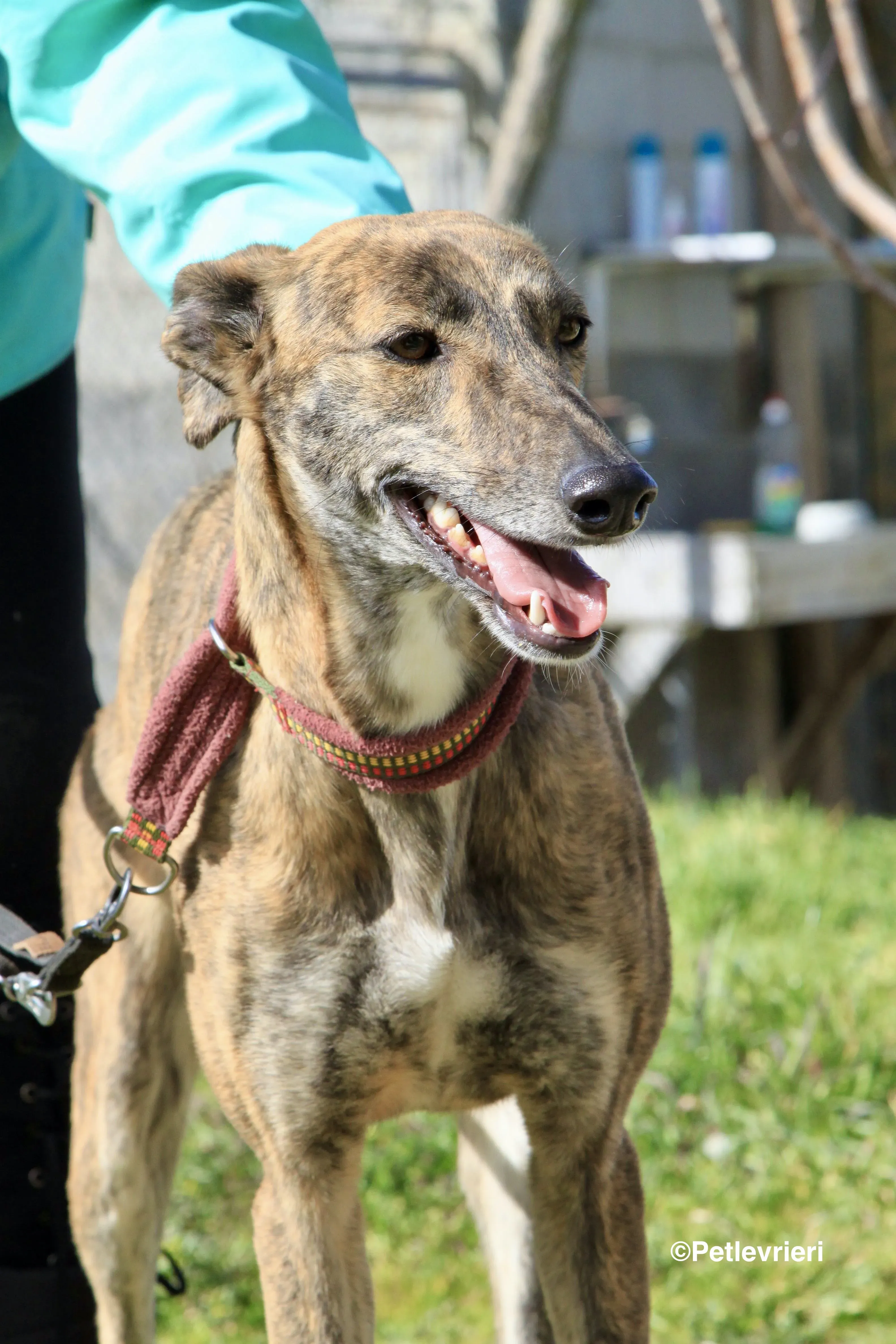 Mandy adozione levrieri galgo 14