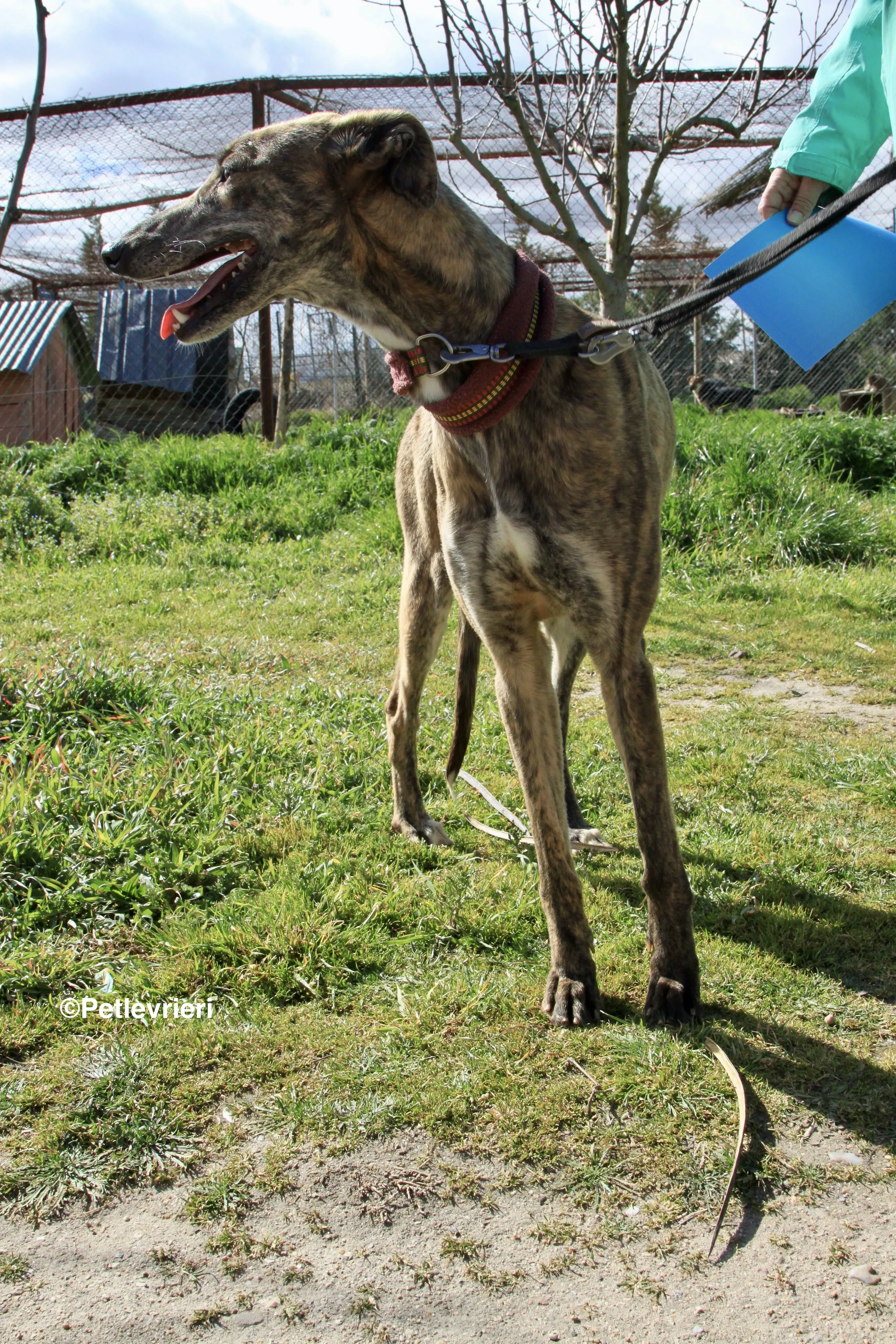 Mandy adozione levrieri galgo 15