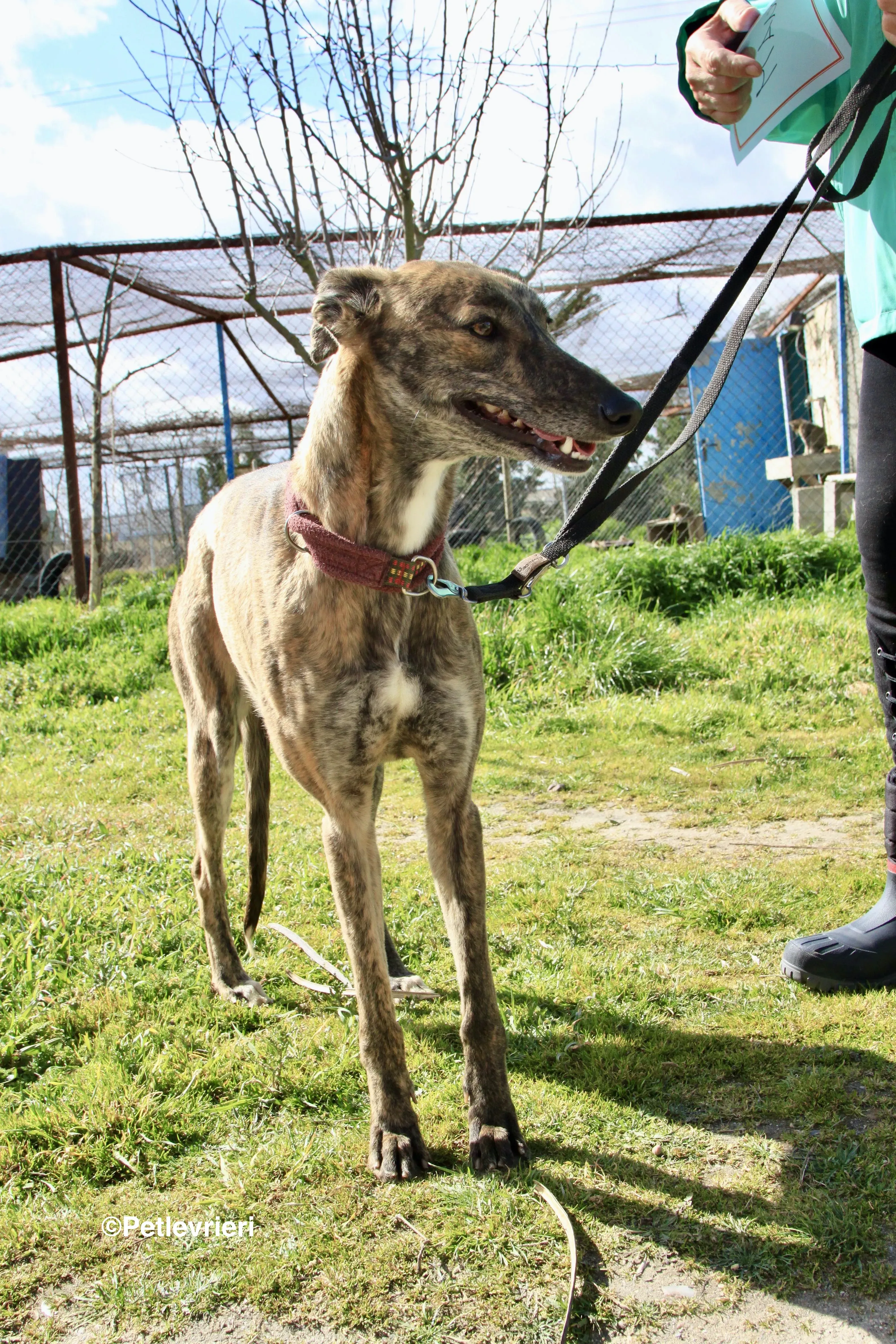 Mandy adozione levrieri galgo 16