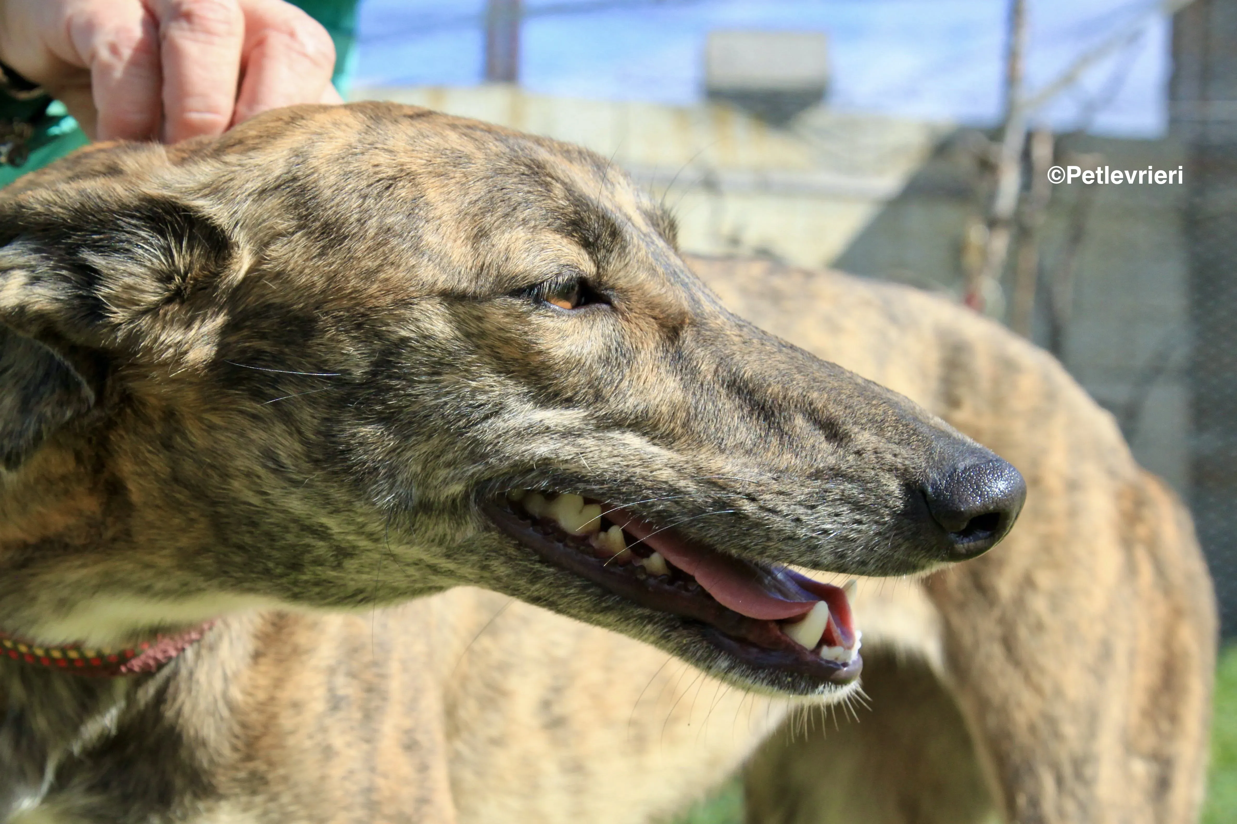 Mandy adozione levrieri galgo 17