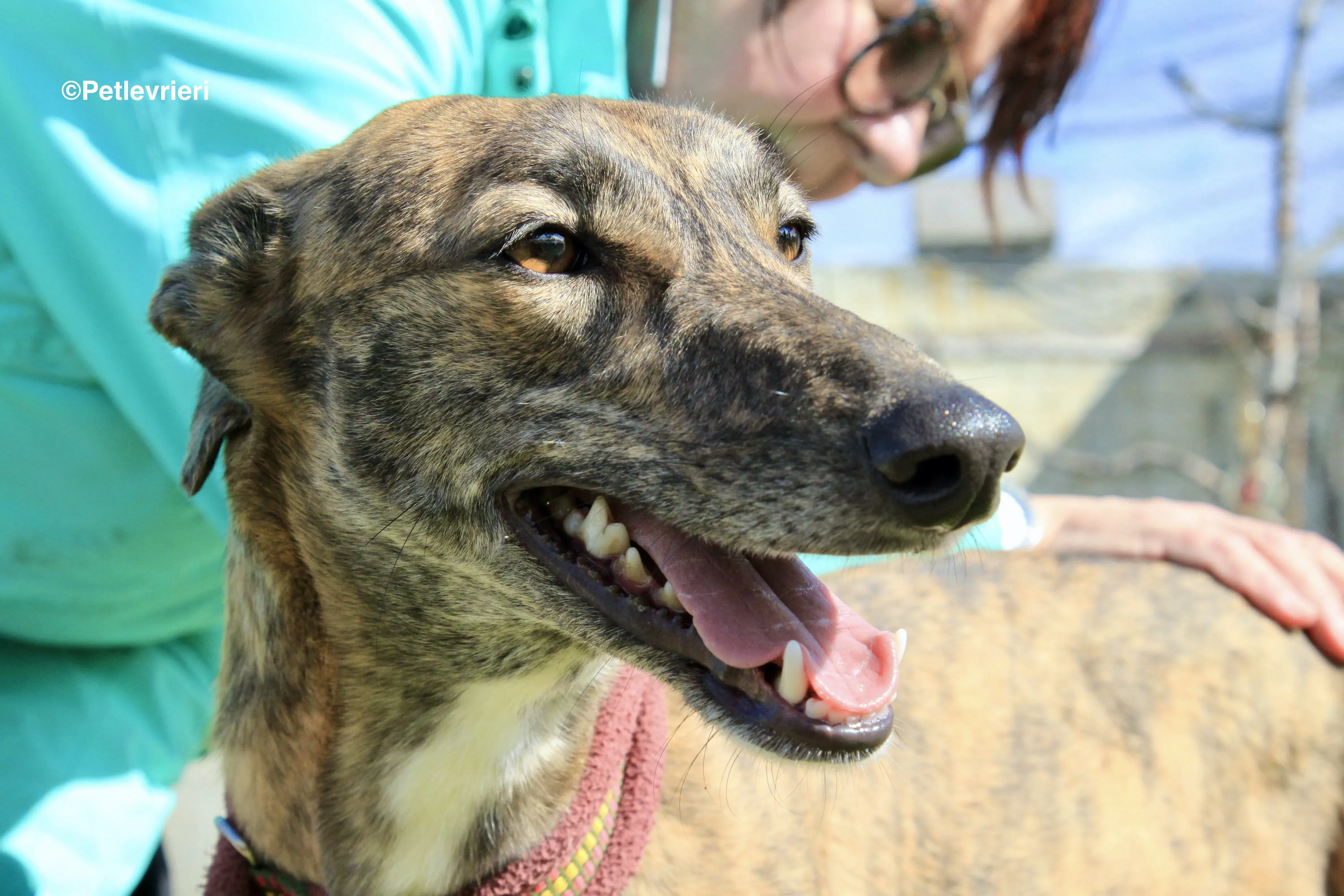 Mandy adozione levrieri galgo 18