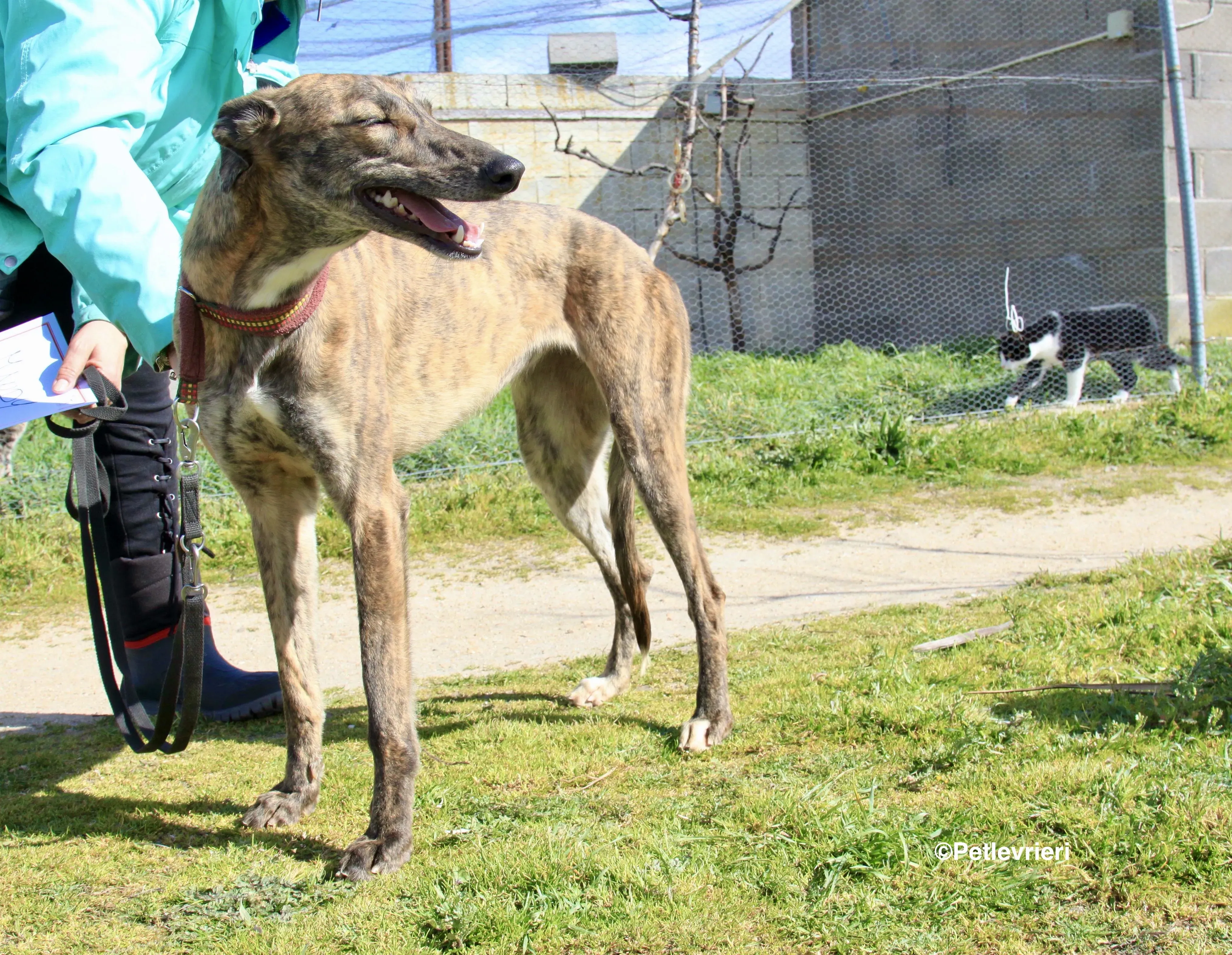 Mandy adozione levrieri galgo 19