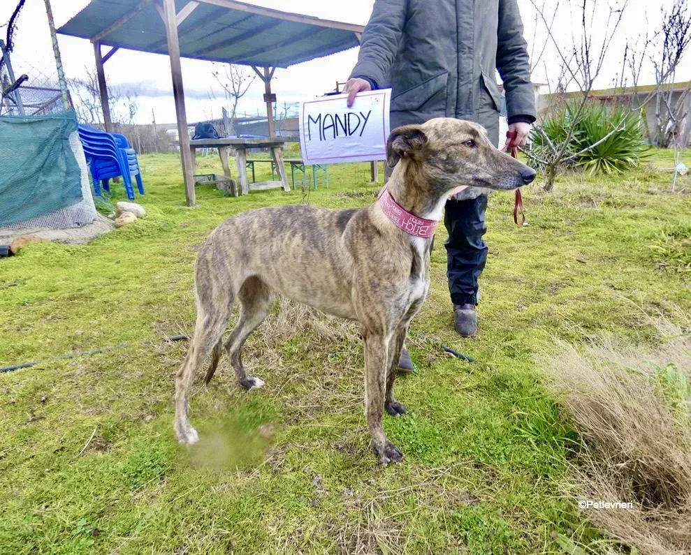 Mandy adozione levrieri galgo 2