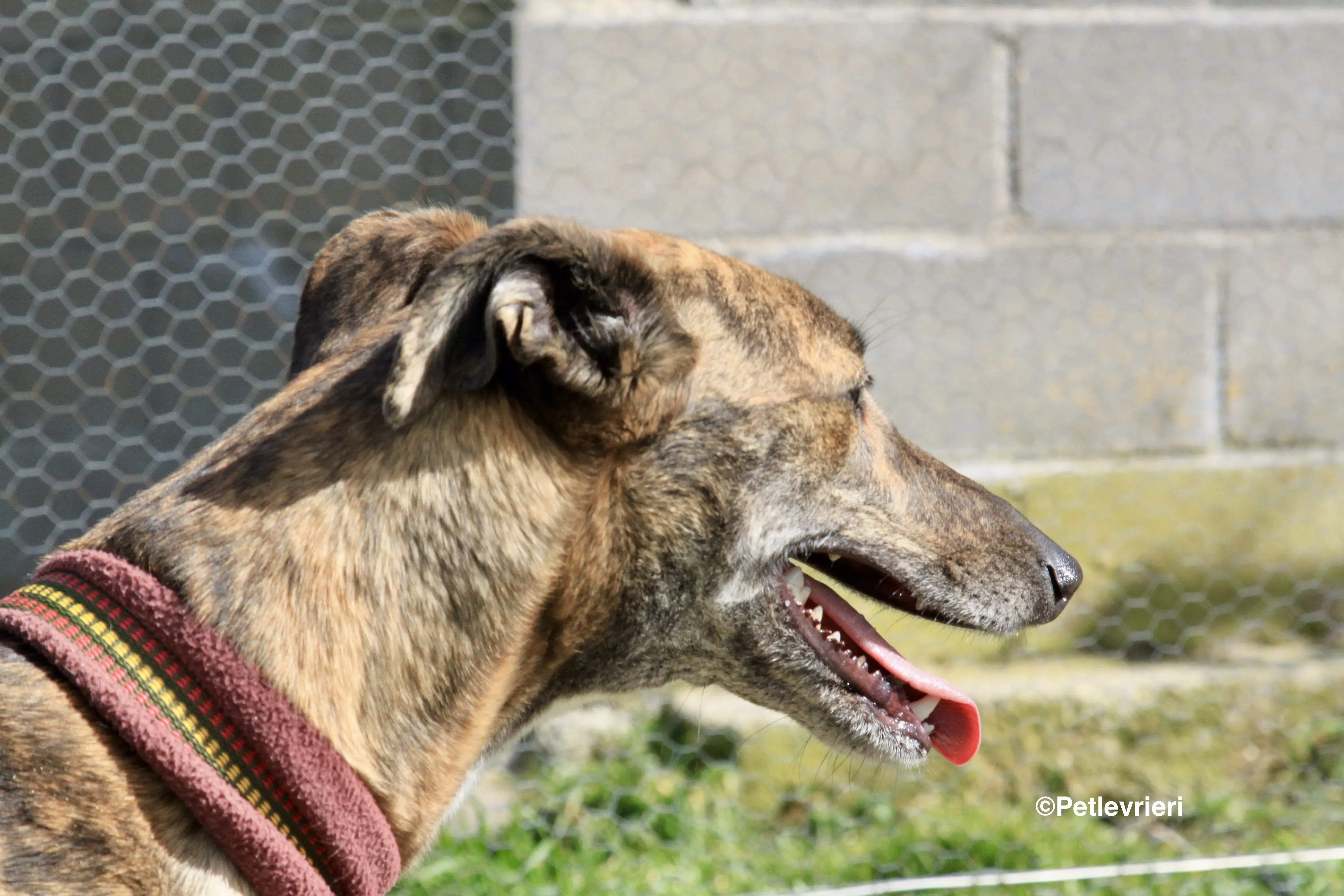 Mandy adozione levrieri galgo 20