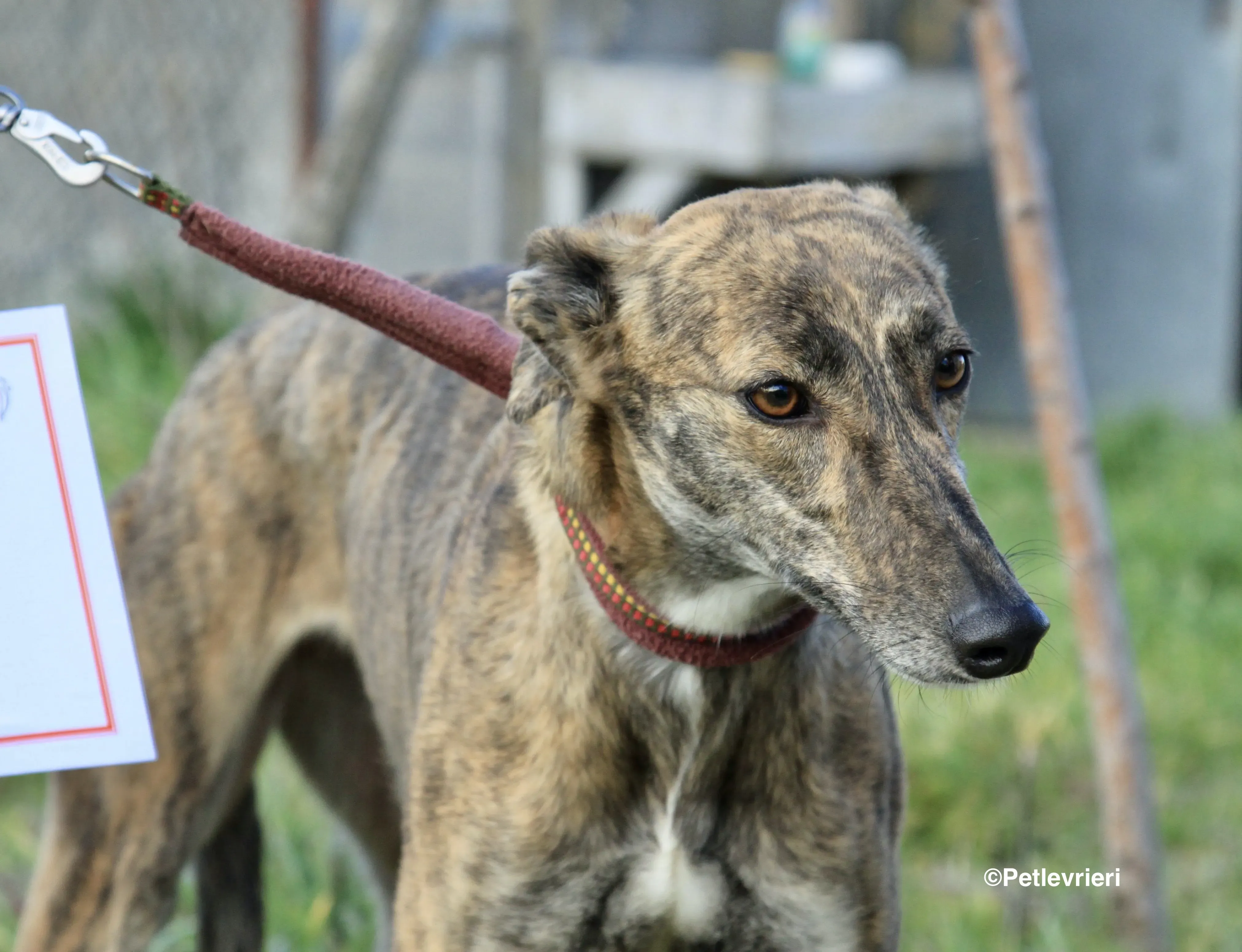 Mandy adozione levrieri galgo 3 2