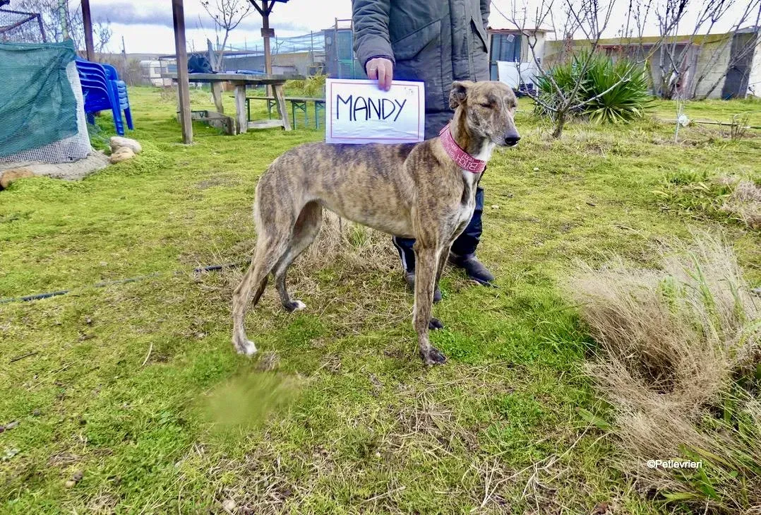 Mandy adozione levrieri galgo 3