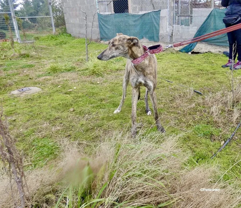 Mandy adozione levrieri galgo 4