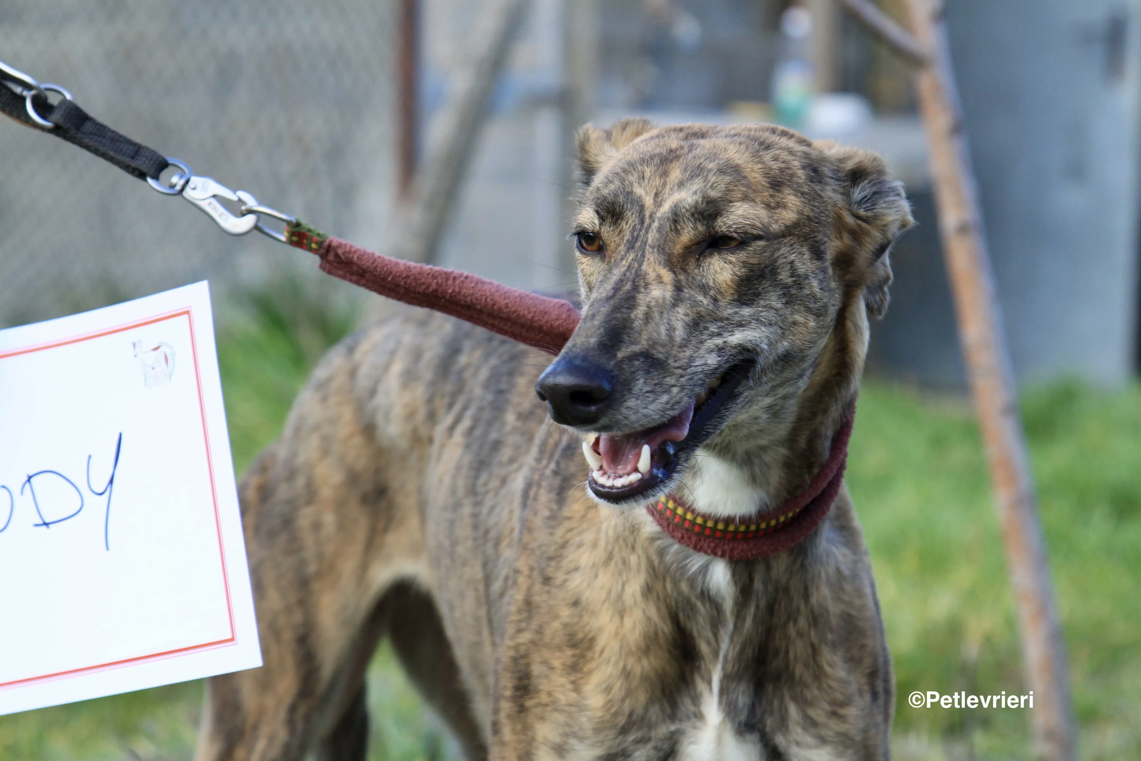 Mandy adozione levrieri galgo 5 2