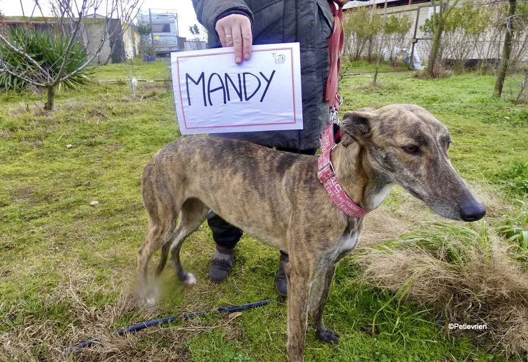 Mandy adozione levrieri galgo 5