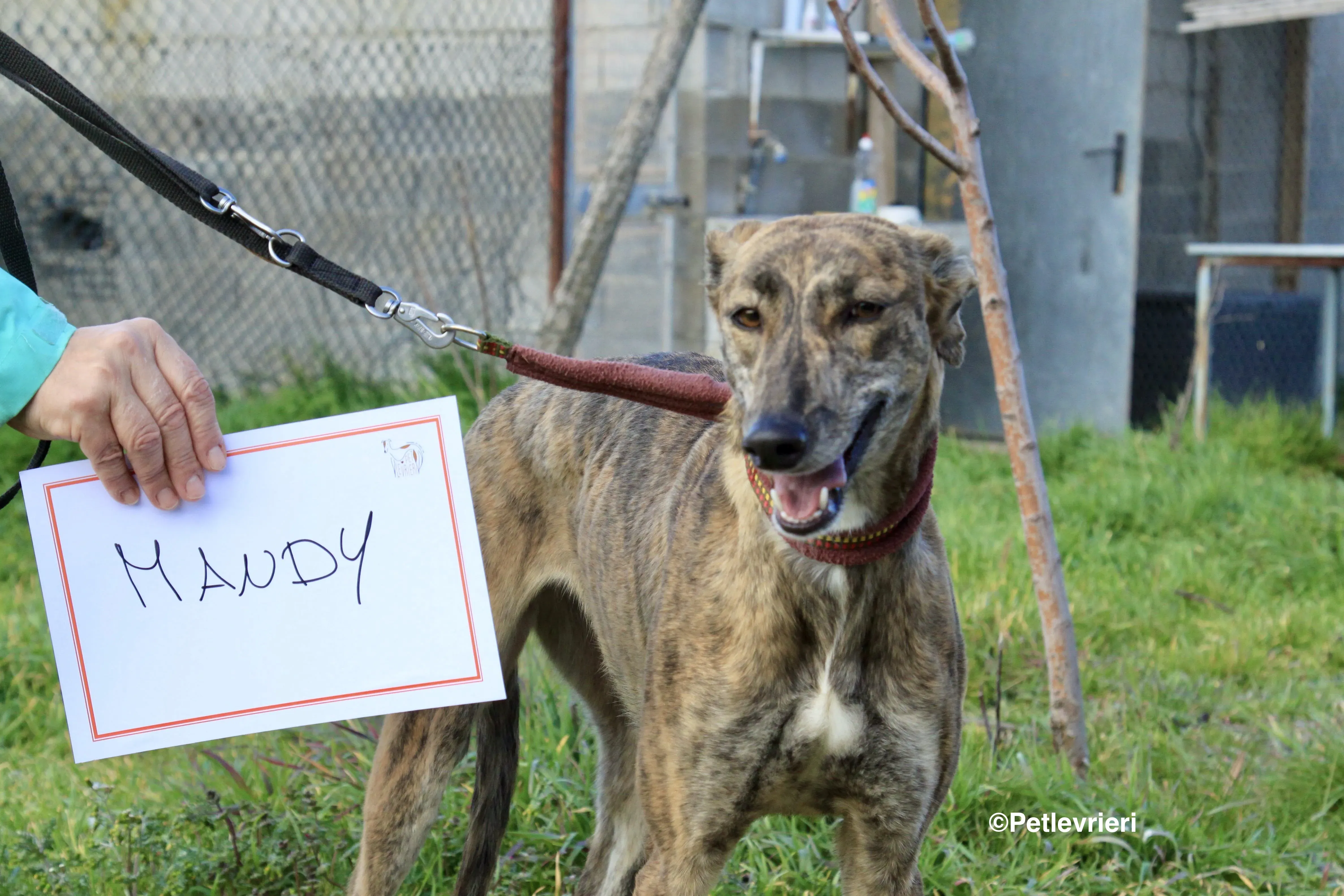 Mandy adozione levrieri galgo 6 2