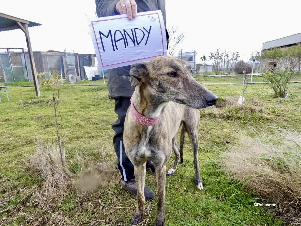 Mandy adozione levrieri galgo 6