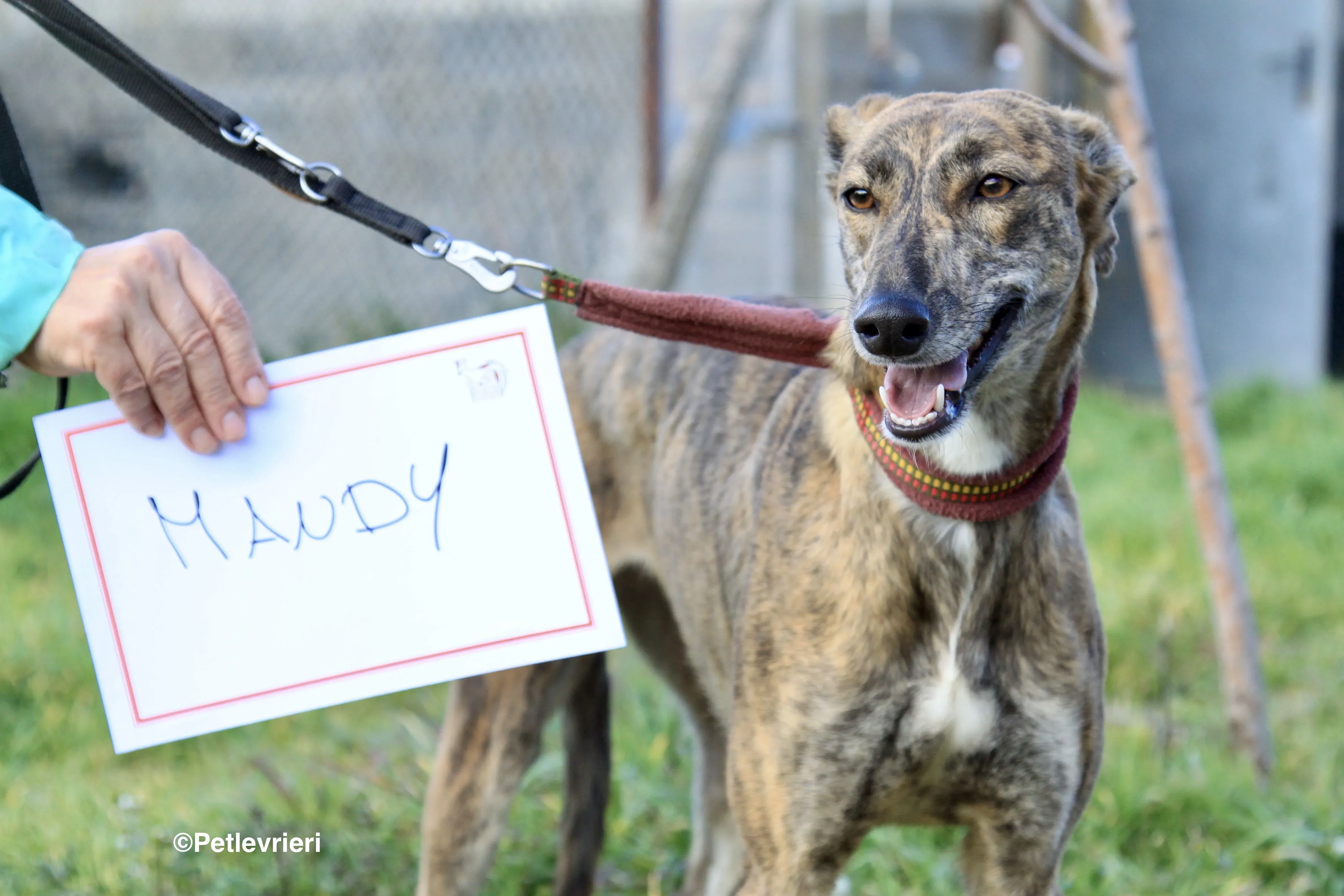 Mandy adozione levrieri galgo 7 2