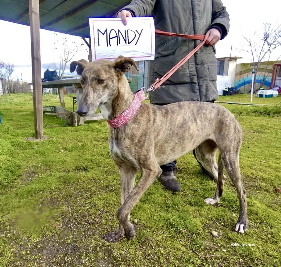 Mandy adozione levrieri galgo 7