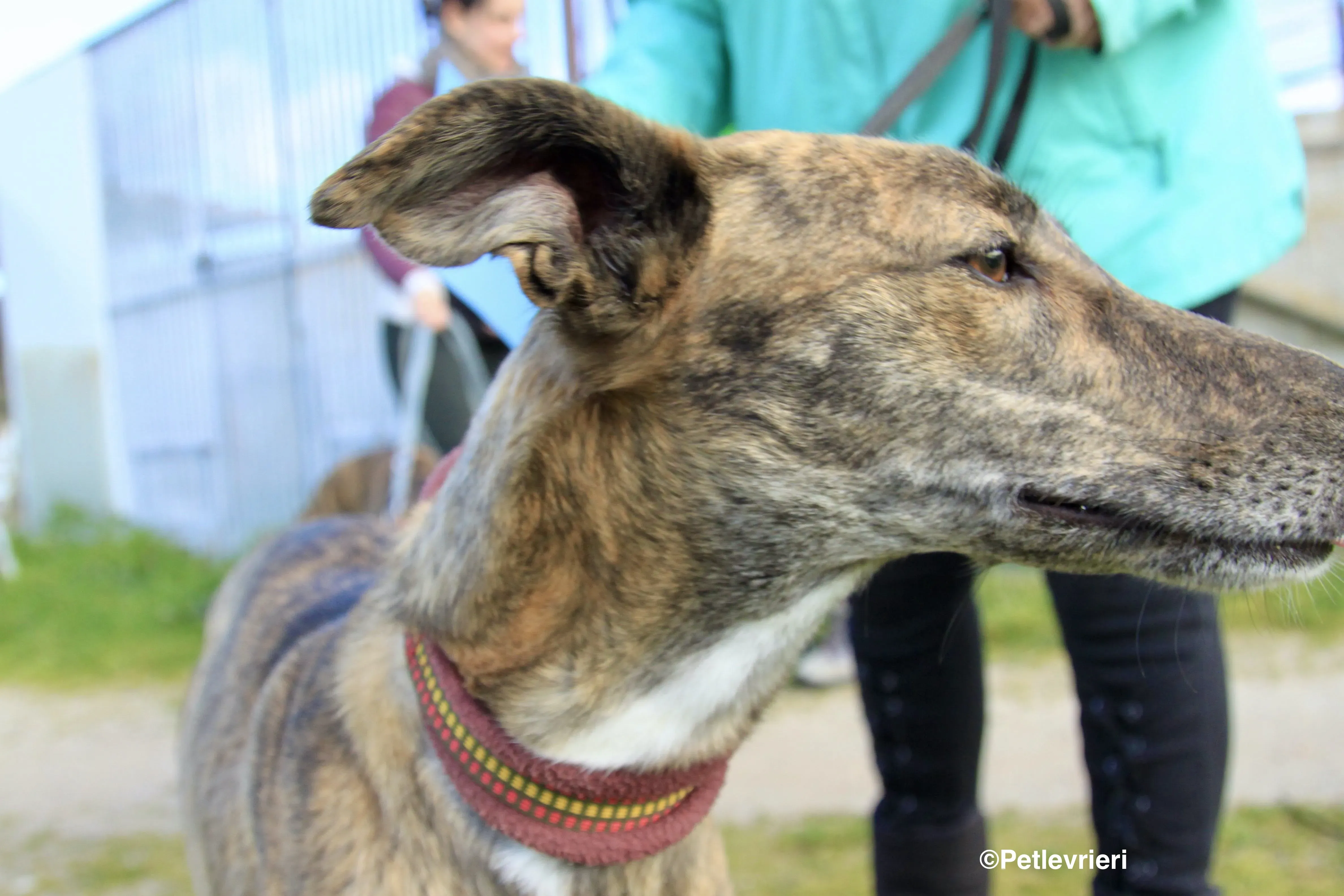 Mandy adozione levrieri galgo 8 2