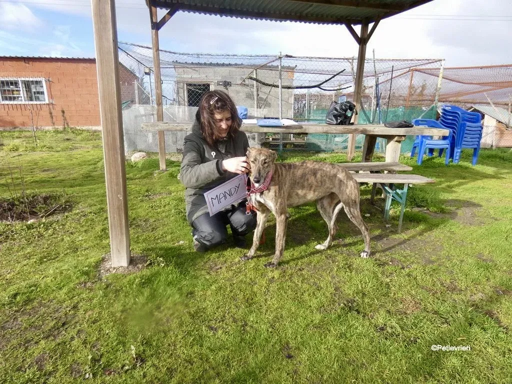 Mandy adozione levrieri galgo 8
