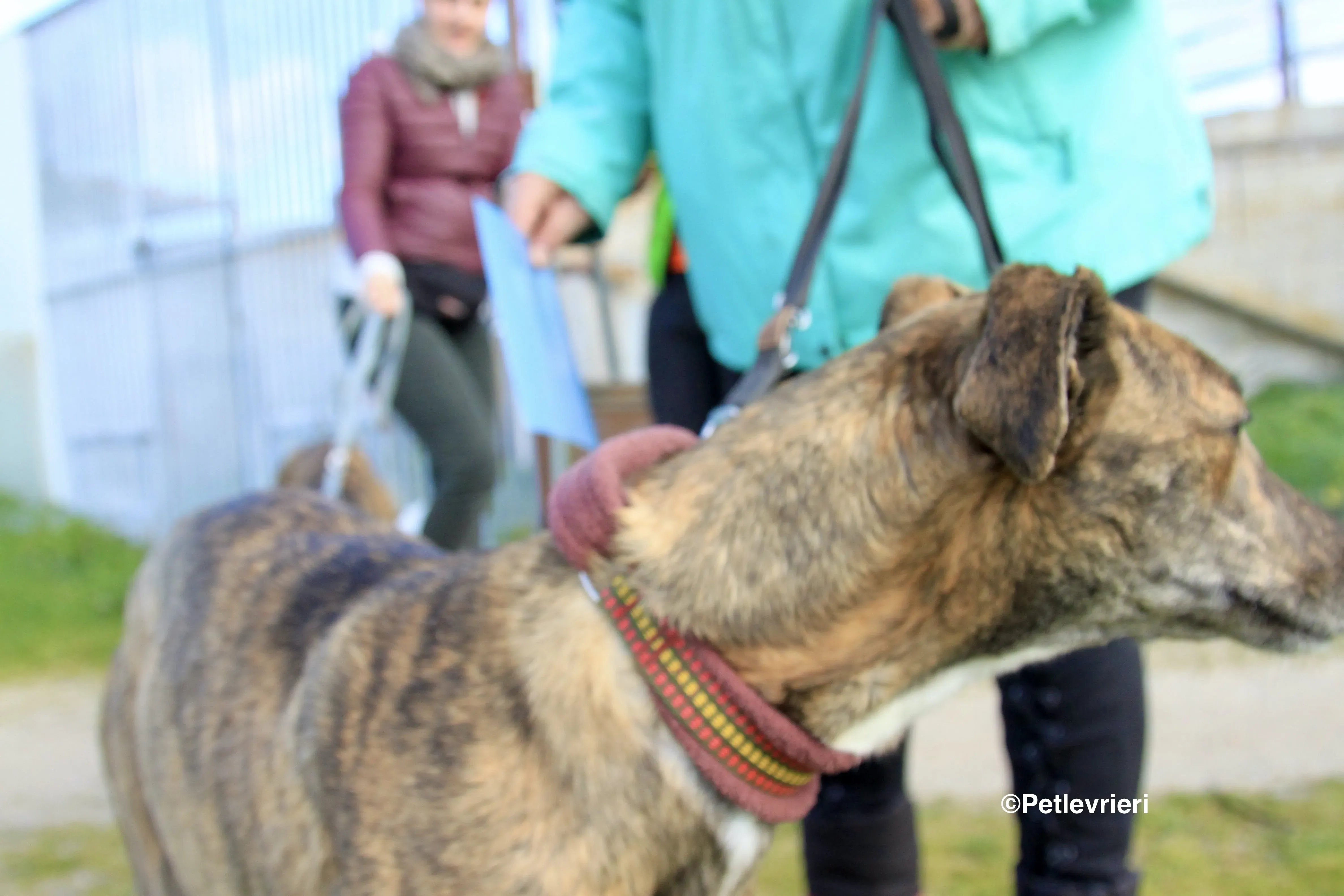 Mandy adozione levrieri galgo 9 2