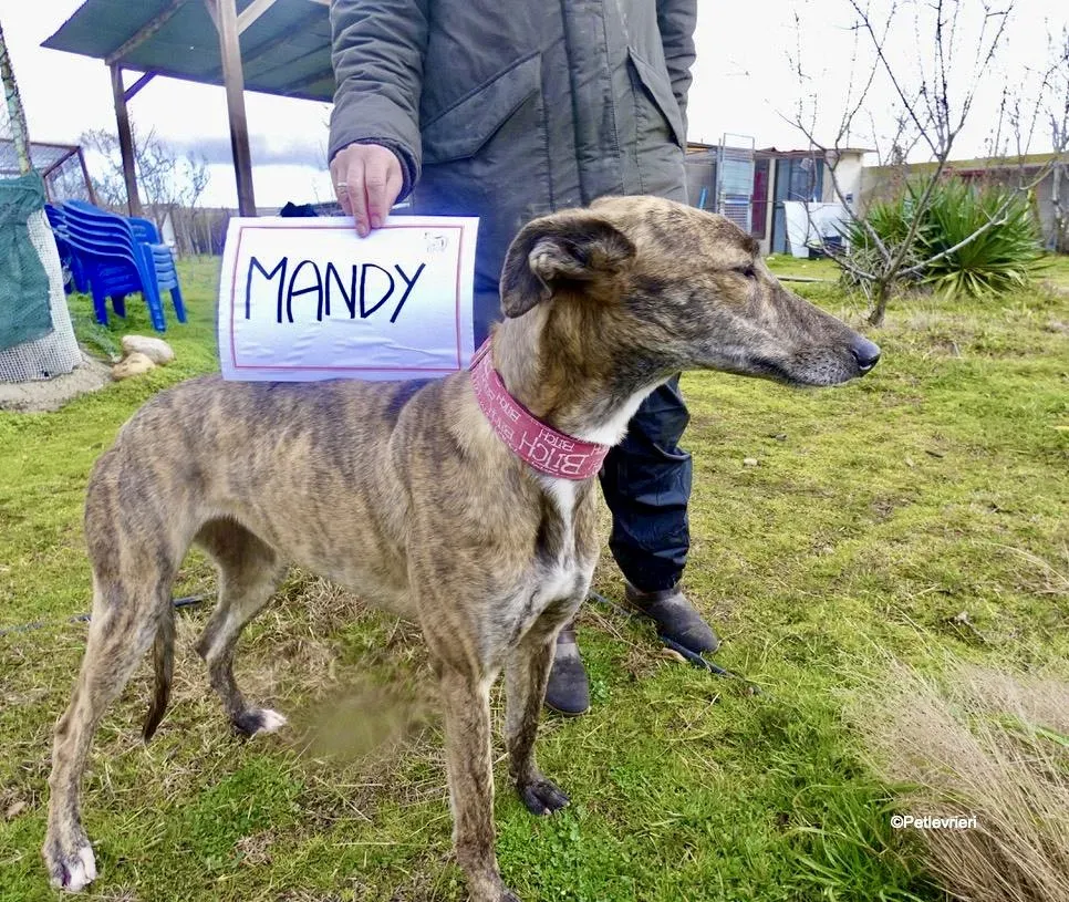 Mandy adozione levrieri galgo 9