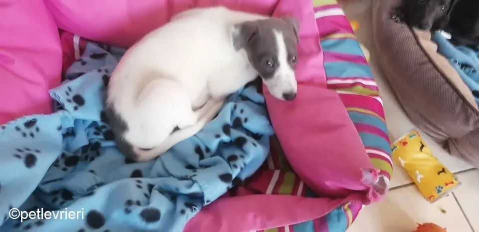 Mandy adozione levrieri greyhound 1