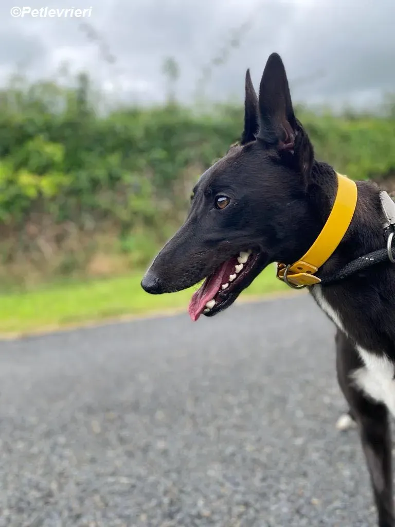 Mannie adozione levrieri greyhound 1