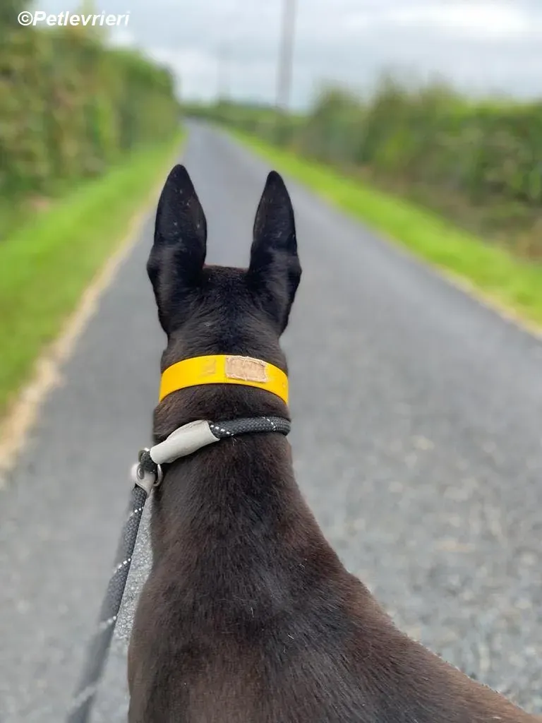 Mannie adozione levrieri greyhound 2