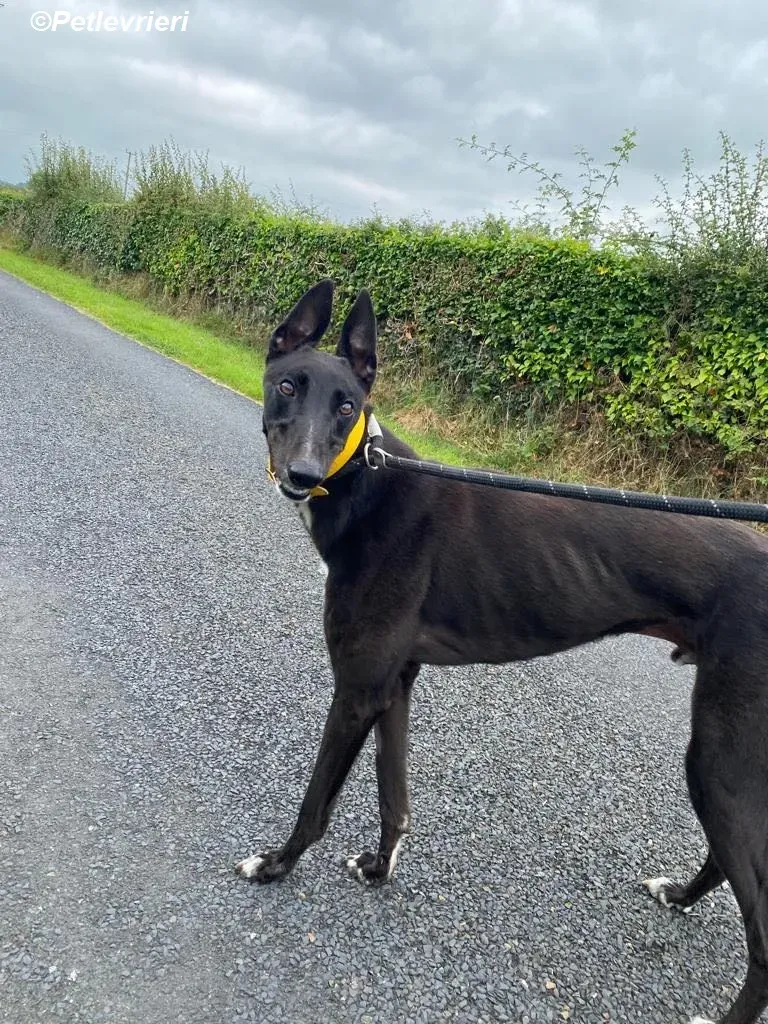 Mannie adozione levrieri greyhound 3