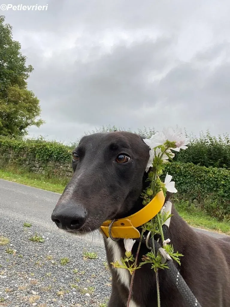 Mannie adozione levrieri greyhound 4