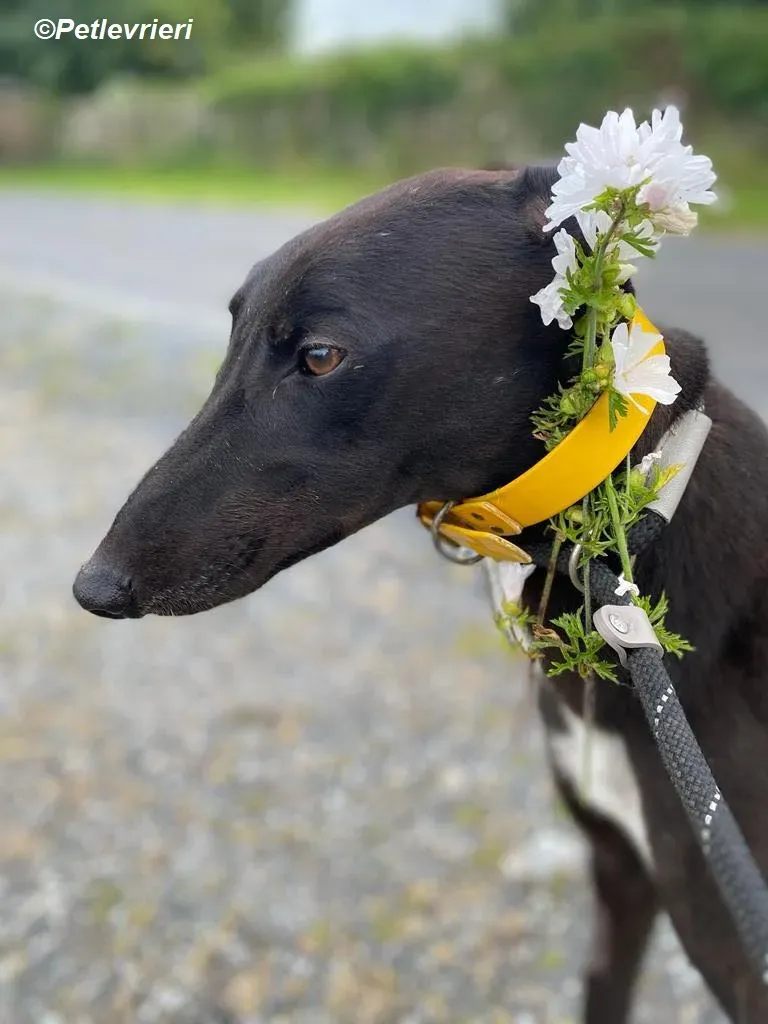 Mannie adozione levrieri greyhound 5