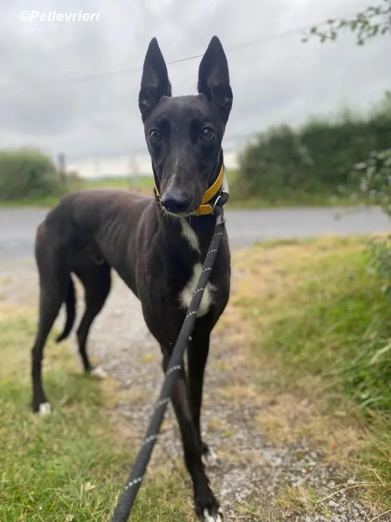 Mannie adozione levrieri greyhound 6