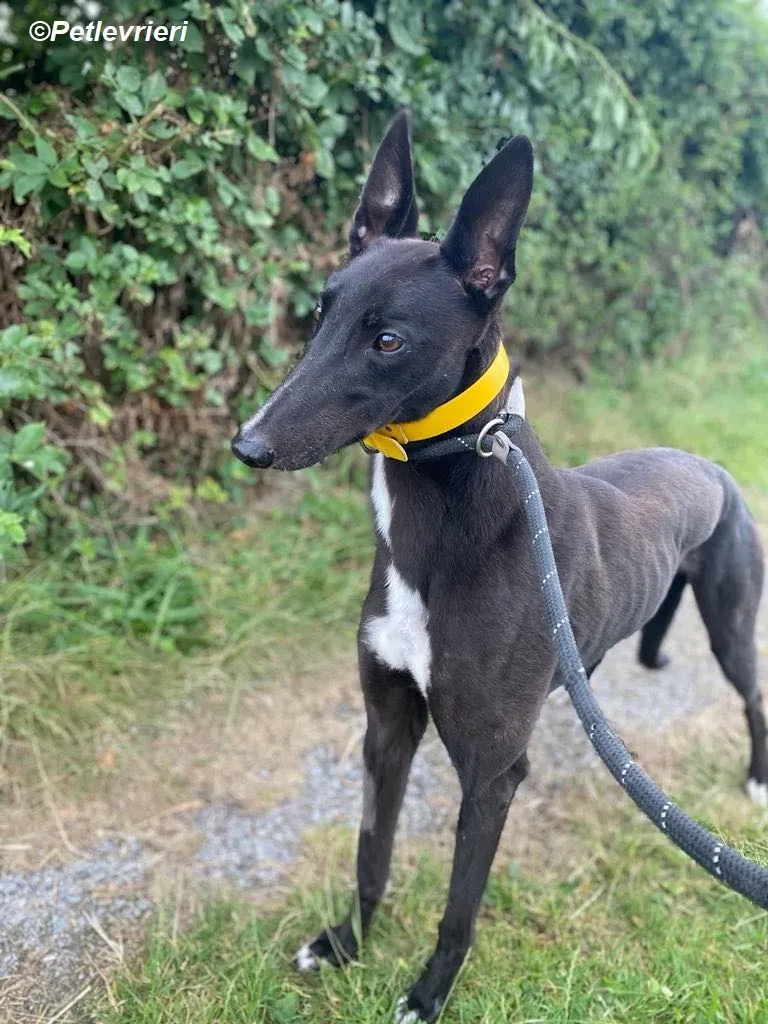 Mannie adozione levrieri greyhound 7