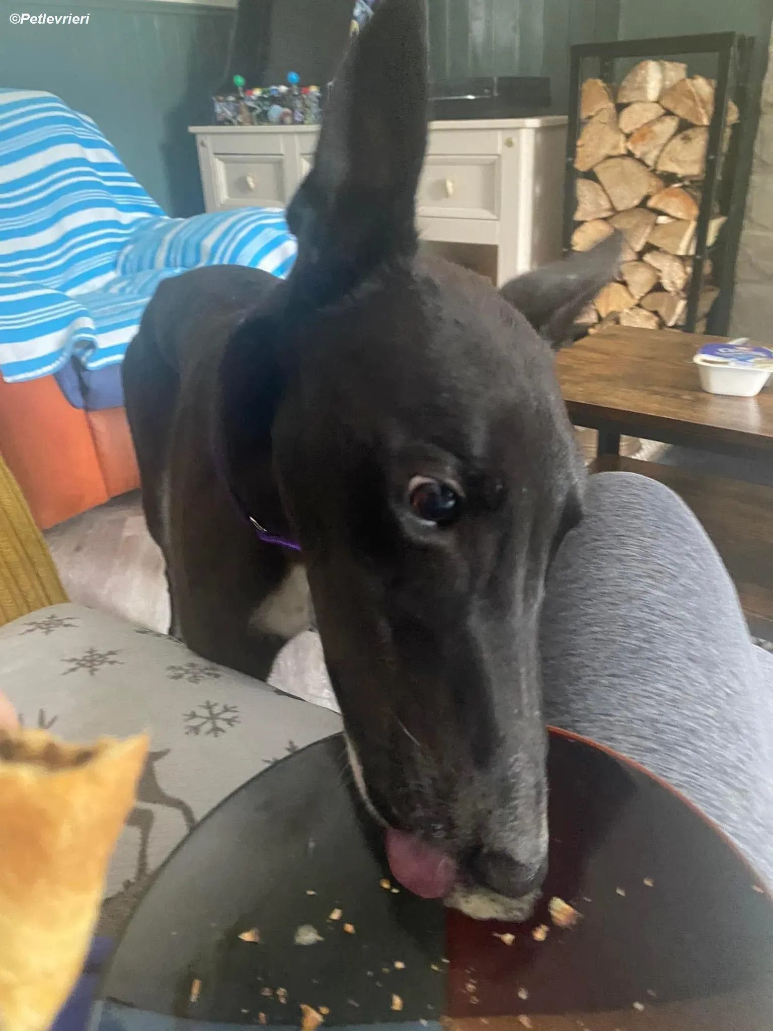 Mannie adozione levrieri greyhound 8