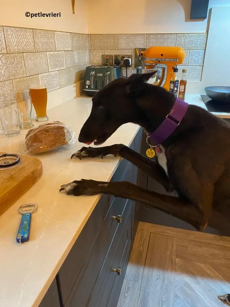 Mannie adozione levriero greyhound 1