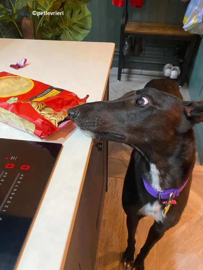 Mannie adozione levriero greyhound 2