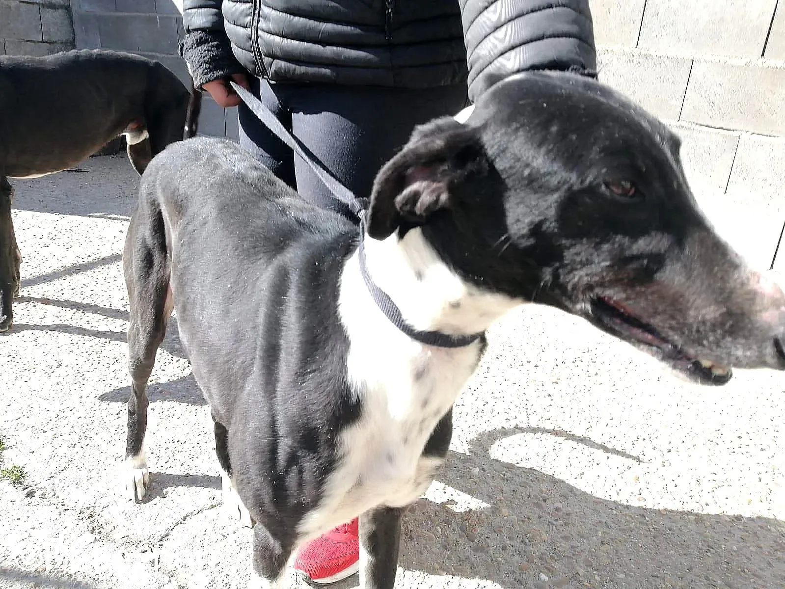 Manolochip 5770 adozione levrieri galgo 01