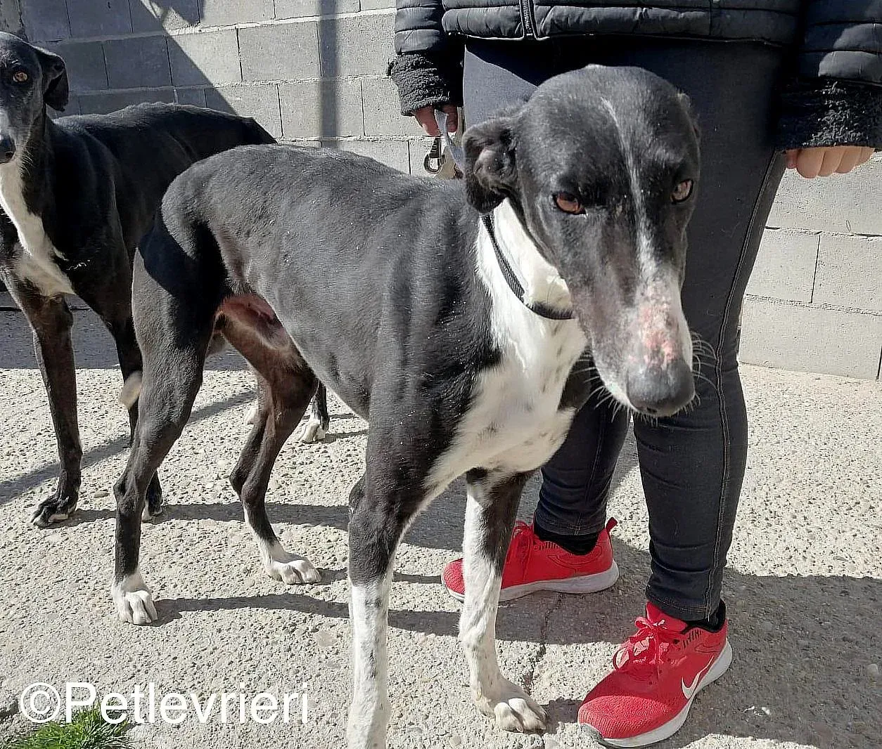 Manolochip 5770 adozione levrieri galgo 02