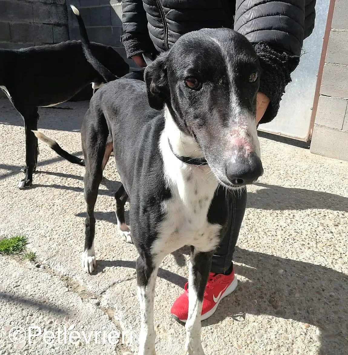 Manolochip 5770 adozione levrieri galgo 03