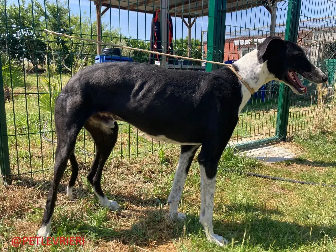 Manolochip 5770 adozione levrieri galgo 04