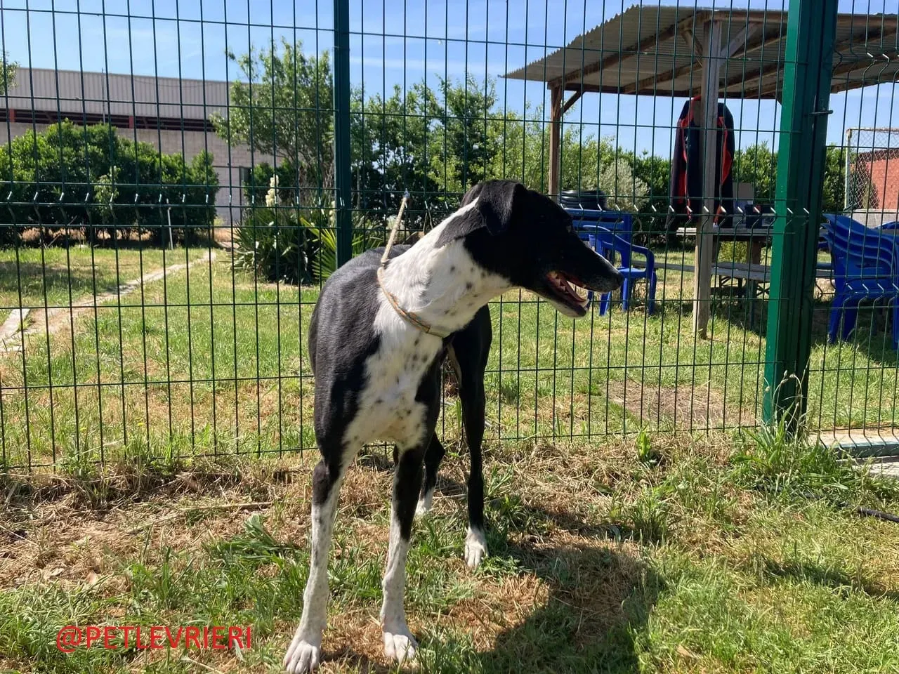 Manolochip 5770 adozione levrieri galgo 05