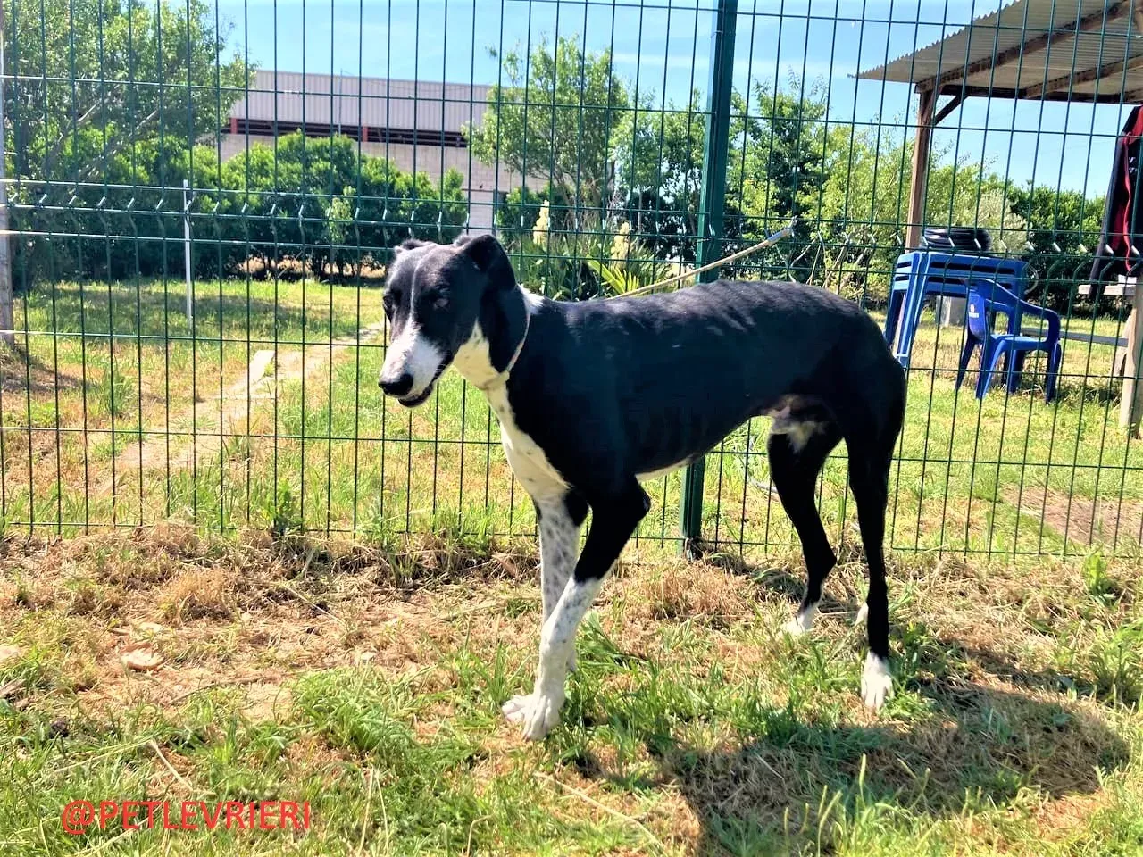 Manolochip 5770 adozione levrieri galgo 06