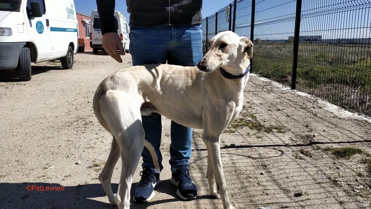 Manquito adozione levrieri galgo 1