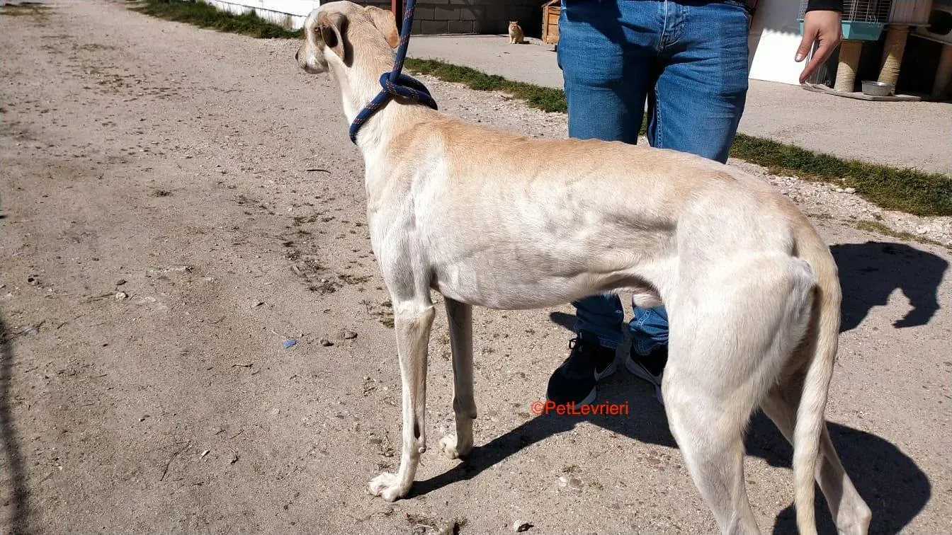 Manquito adozione levrieri galgo 2