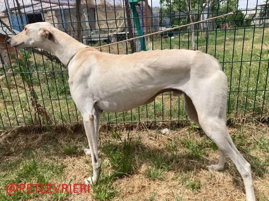 Manquito adozione levrieri galgo 5