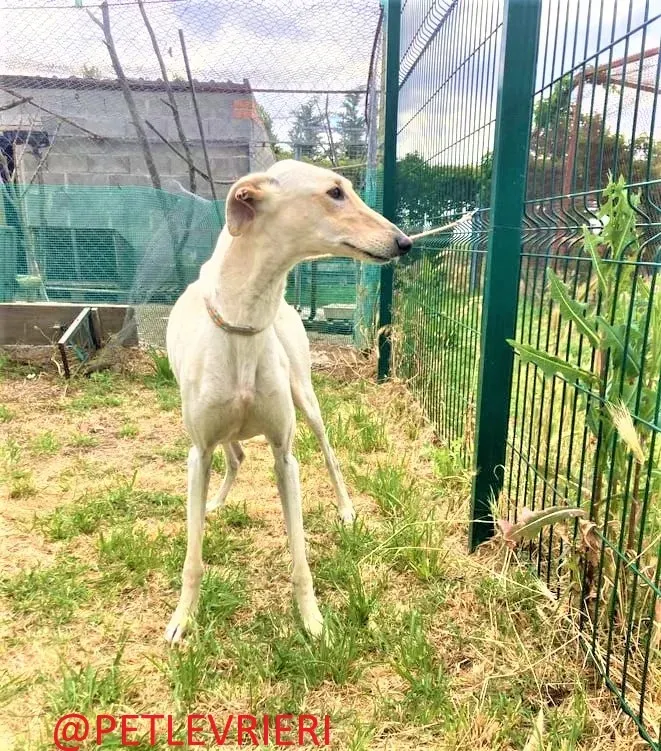 Manquito adozione levrieri galgo 6