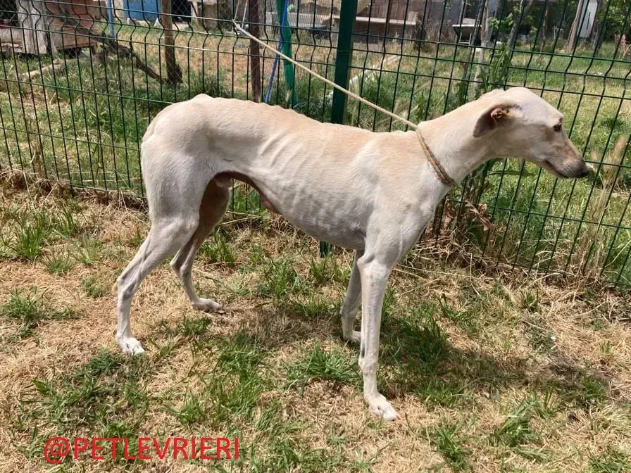 Manquito adozione levrieri galgo 7